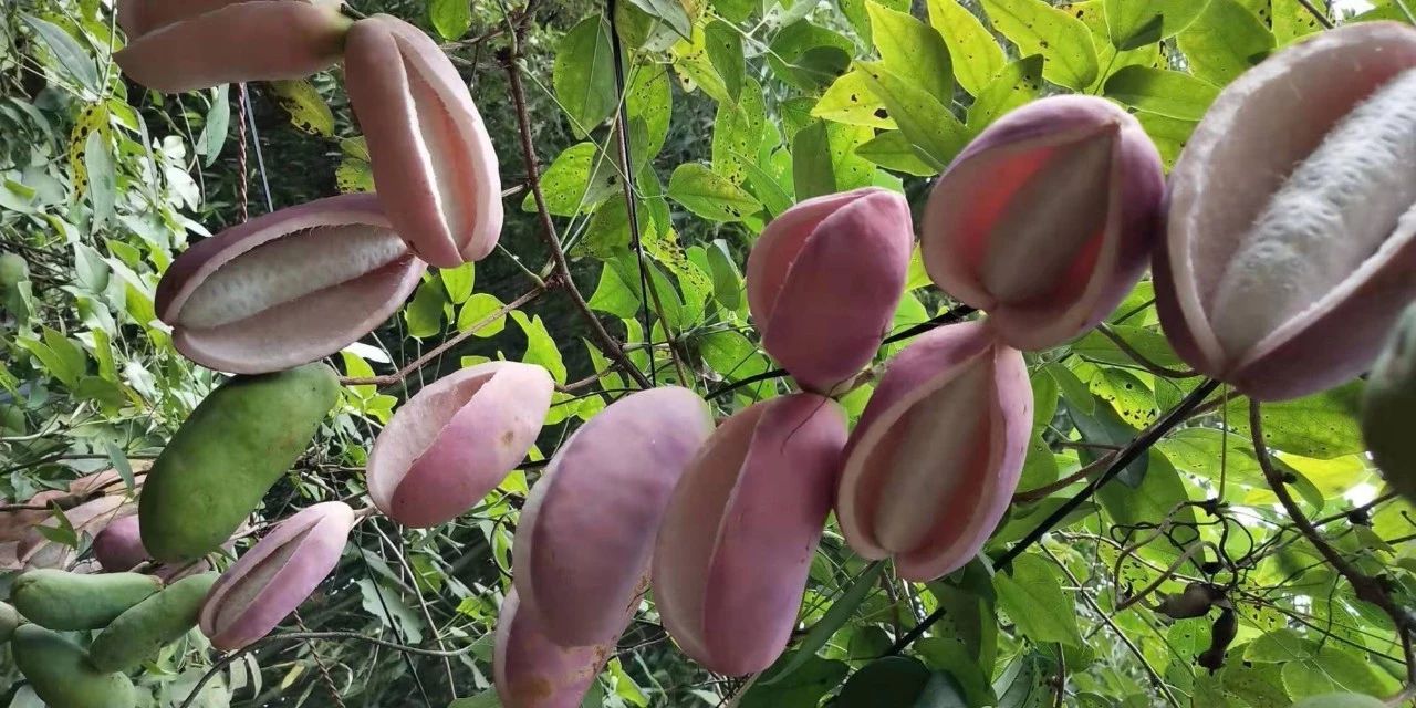 华农兄弟的拿藤果到底是什么