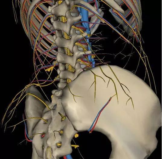 为什么筋骨健康是身体健康的首要条件