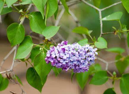 丁香茶有什么作用喝多对身体有好什么好处