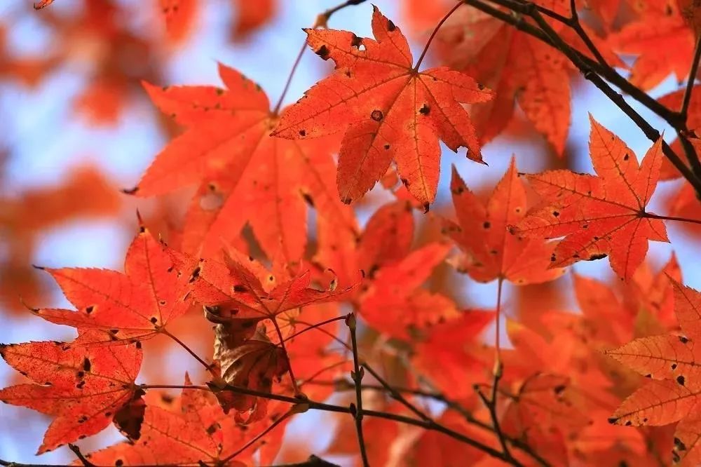 四川又到了一片红红红红的季节了