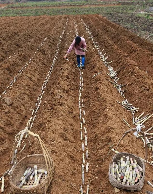 甘蔗是怎么种植的,是种子还是用块茎?_小时候