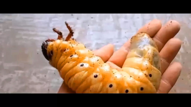 世界上最大的飞虫背上竟然可以站小孩能拉动九百倍自身重量