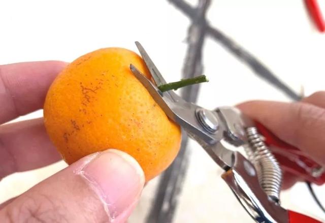 长直形刀头 不能紧贴果实 剪下的果蒂过长剪果时一般分两步:先从枝条