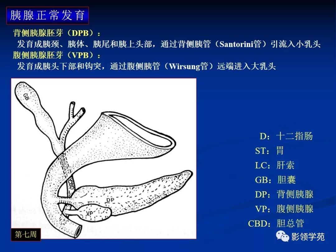 胰腺的解剖与常见变异_分支