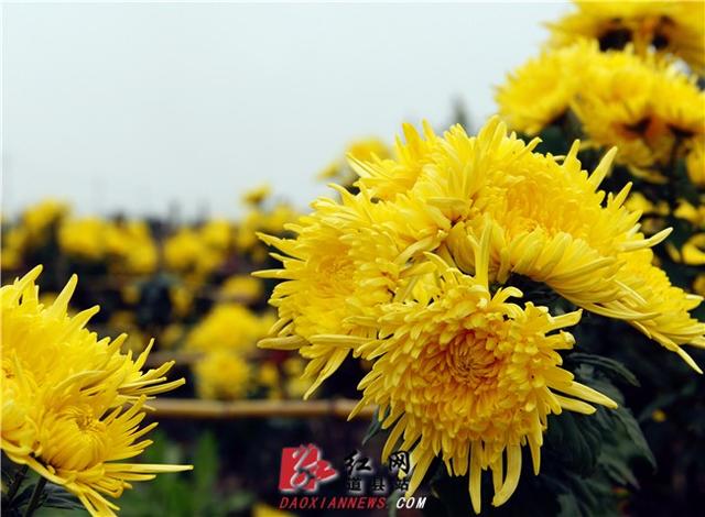 道县:一朵朵小黄菊 走出致富增收路
