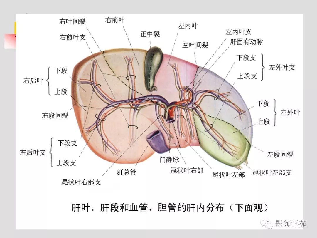 肝脏动静脉解剖图图片