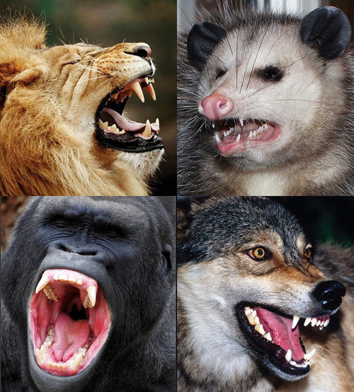 各种动物牙齿图片大全图片