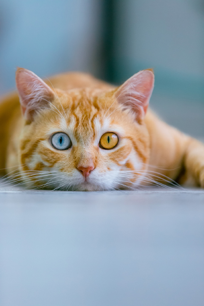 立冬暖橘异瞳猫打开就是你的好运锦鲤哦