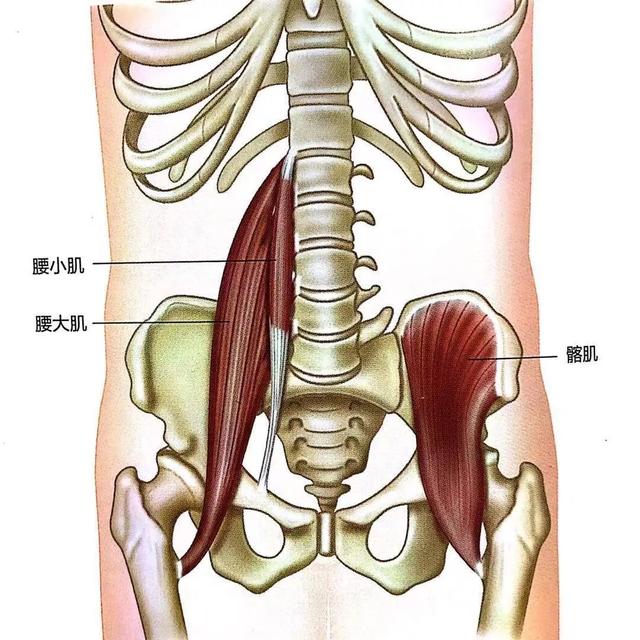 腰侧面肌肉图图片