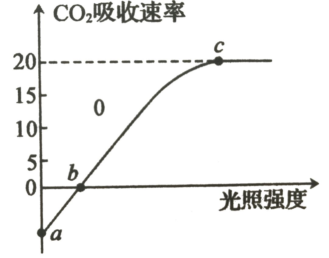 31.右圖為某植物在室溫25℃,不同光照強度下co2吸收速率的變化曲線圖.