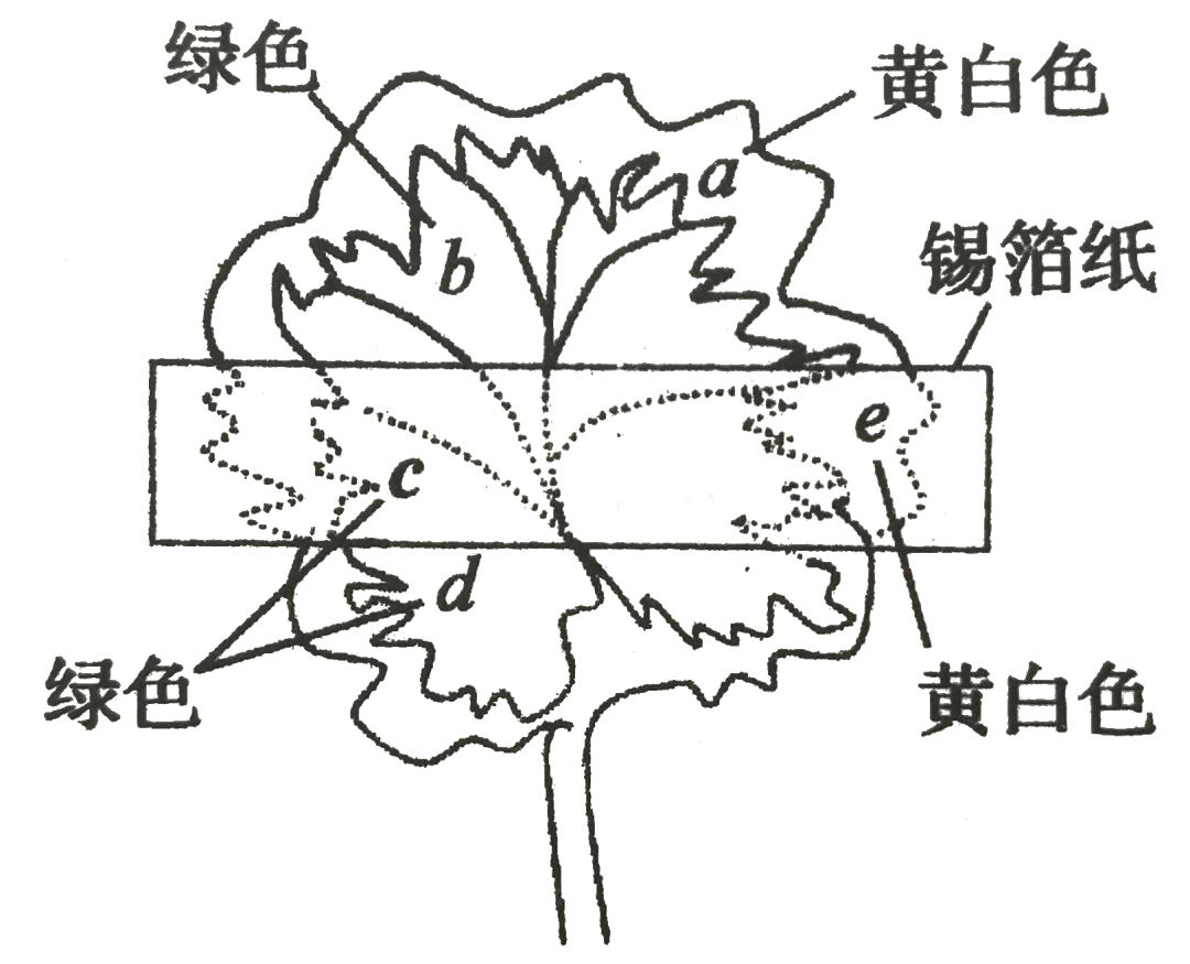 天竺葵地图图片图片