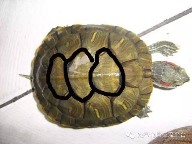 乌龟的生长顺序图片图片
