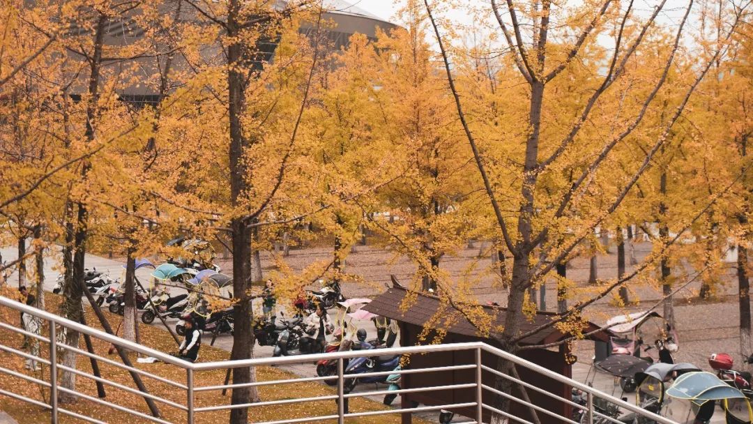 师院的银杏你还能看几年呢太对不起自己了不拍几张毕竟那么美的校园