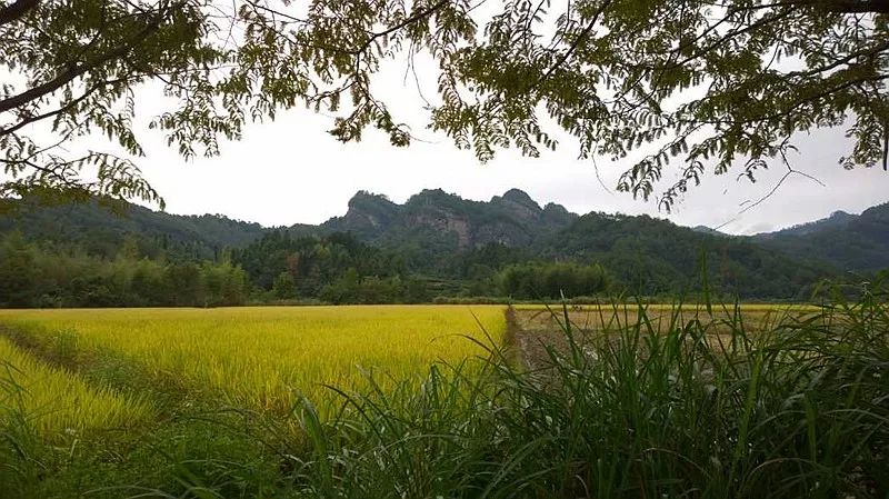 冬青树苗批发基地地址查询