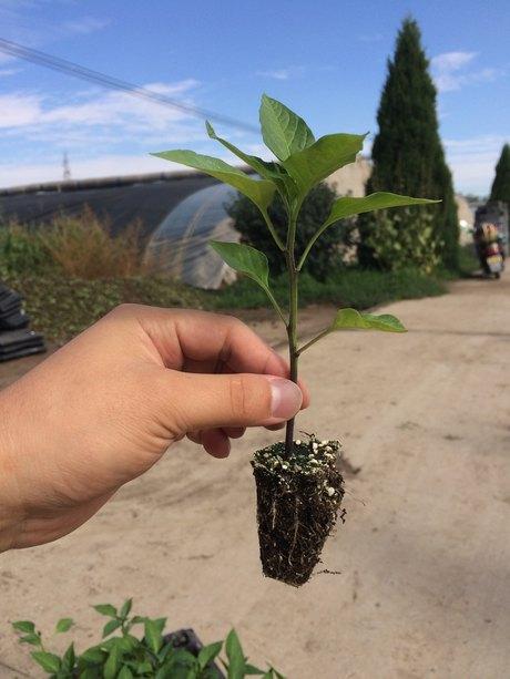 辣椒砧木哪个品种最好哈博辣椒砧木