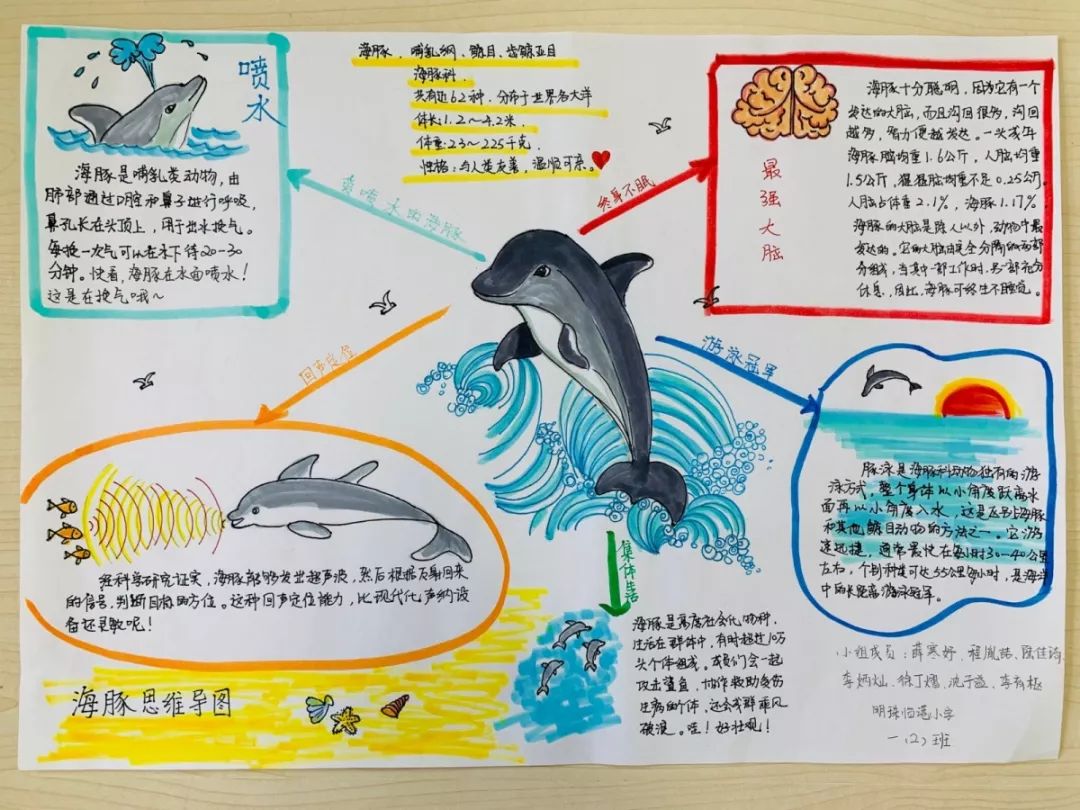 精灵——海豚,以及学到的知识运用思维导图的形式生动形象地画了出来