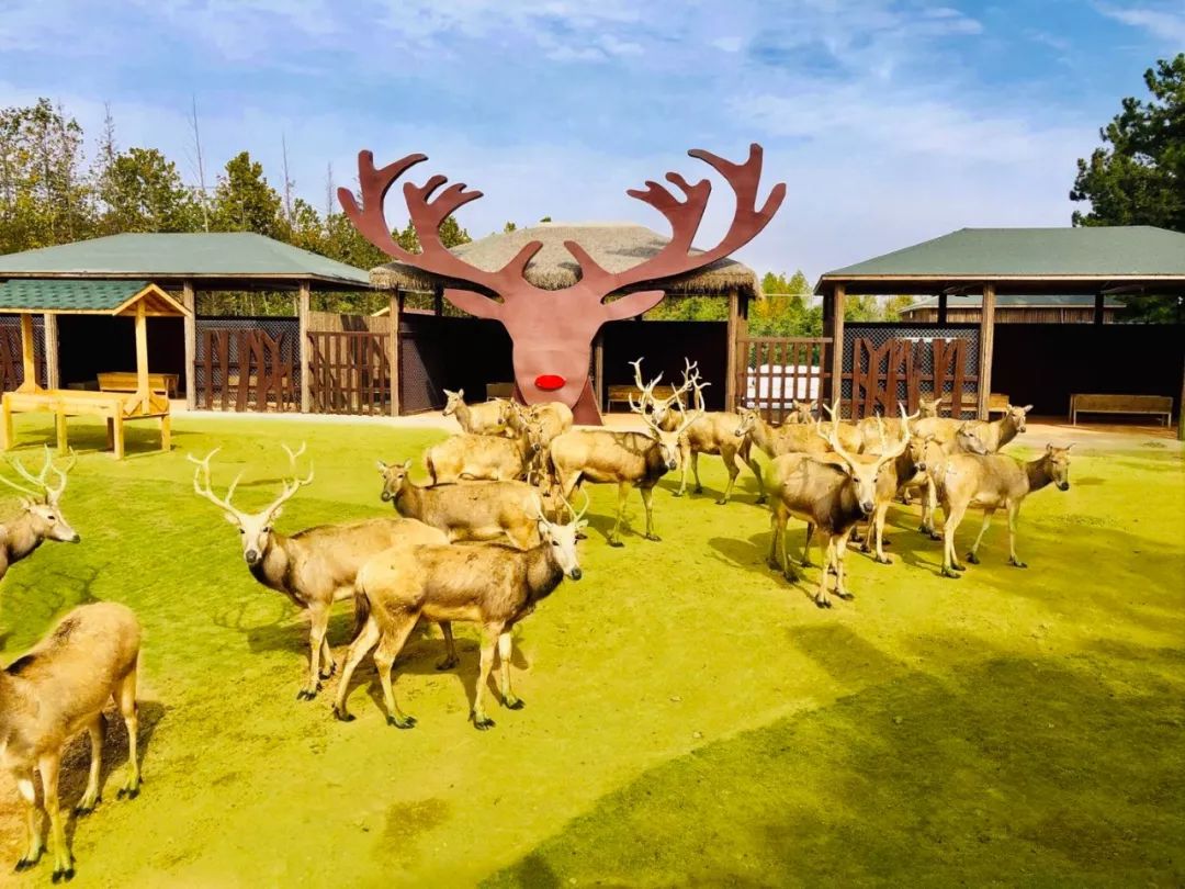 新作 | "神兽"之约 / 日照森林公园麋鹿园