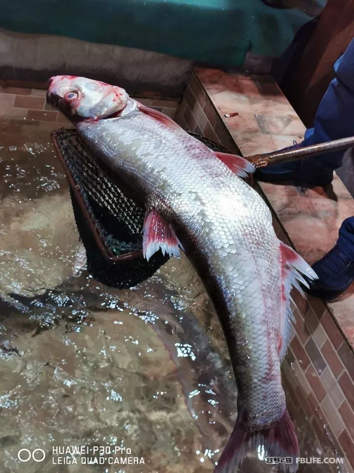 某天在群里吹牛,ー吹就吹出五个省的兄弟出发湖南岳阳吃鱼,虾,蟹.