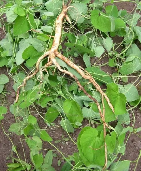 原创农村的这种结紫果的野草根部形状似人参在城里冬至很畅销