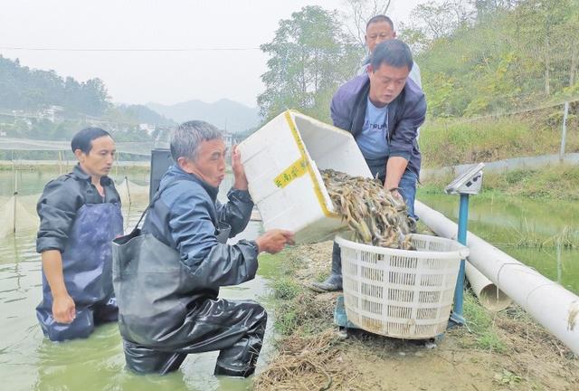 贵州泥鳅养殖基地图片