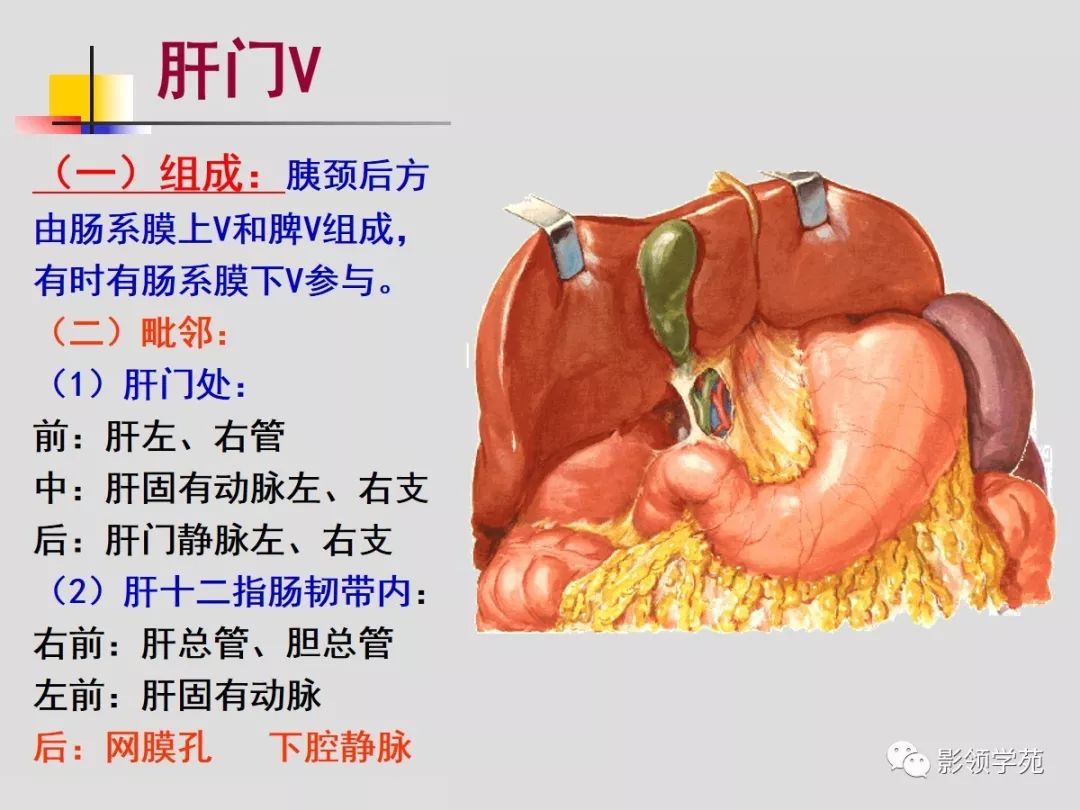 肝臟的血管解剖