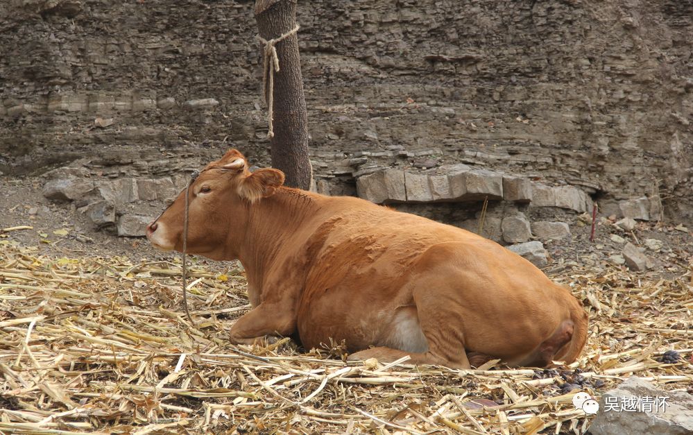下山途中,看到农户家的老牛,它代表着一种怀念,一份岁月.