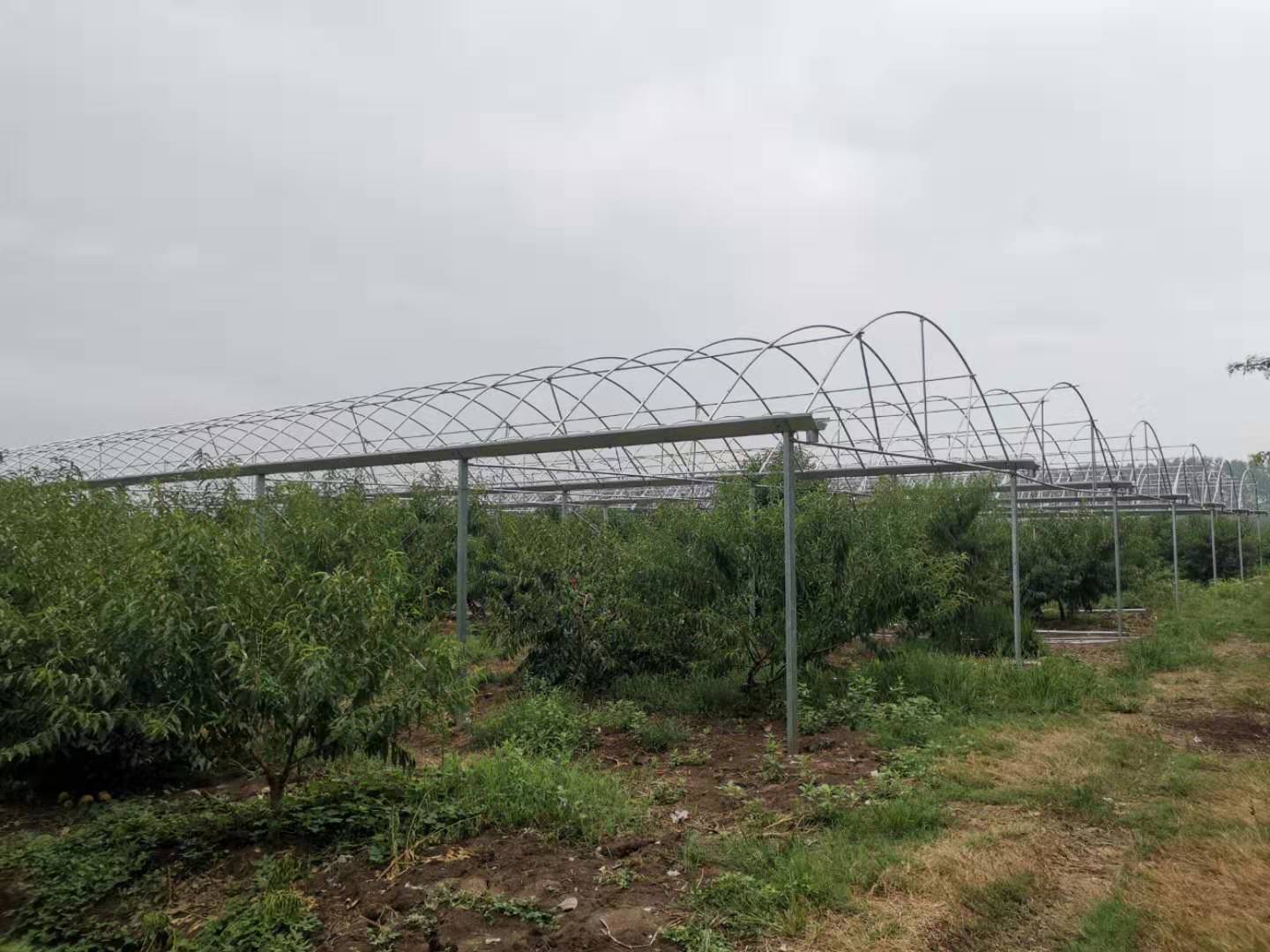 歌珊溫室荊州江陵縣黃桃避雨大棚施工案例