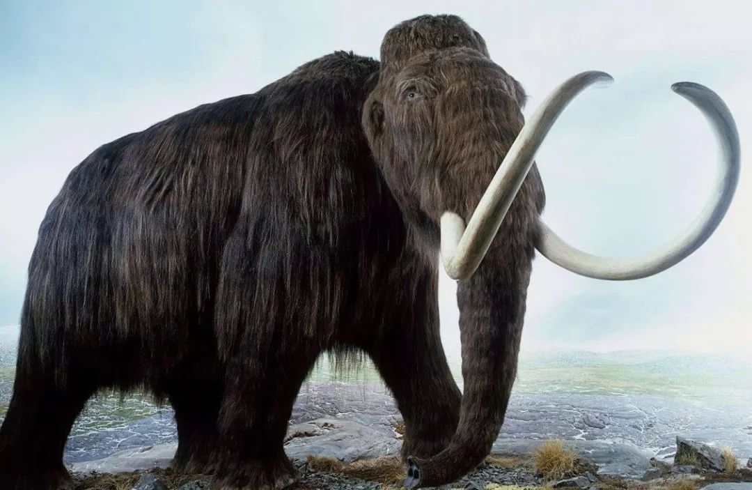1.5万年前陷阱曾困14头猛犸象,专家:或为灭绝原因提供新见解