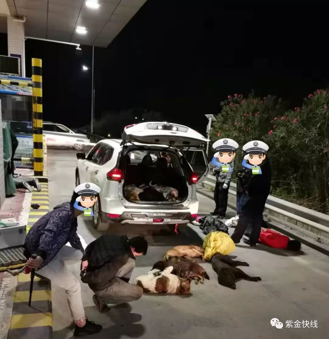 河源偷狗贼被抓当场缴获死狗11条