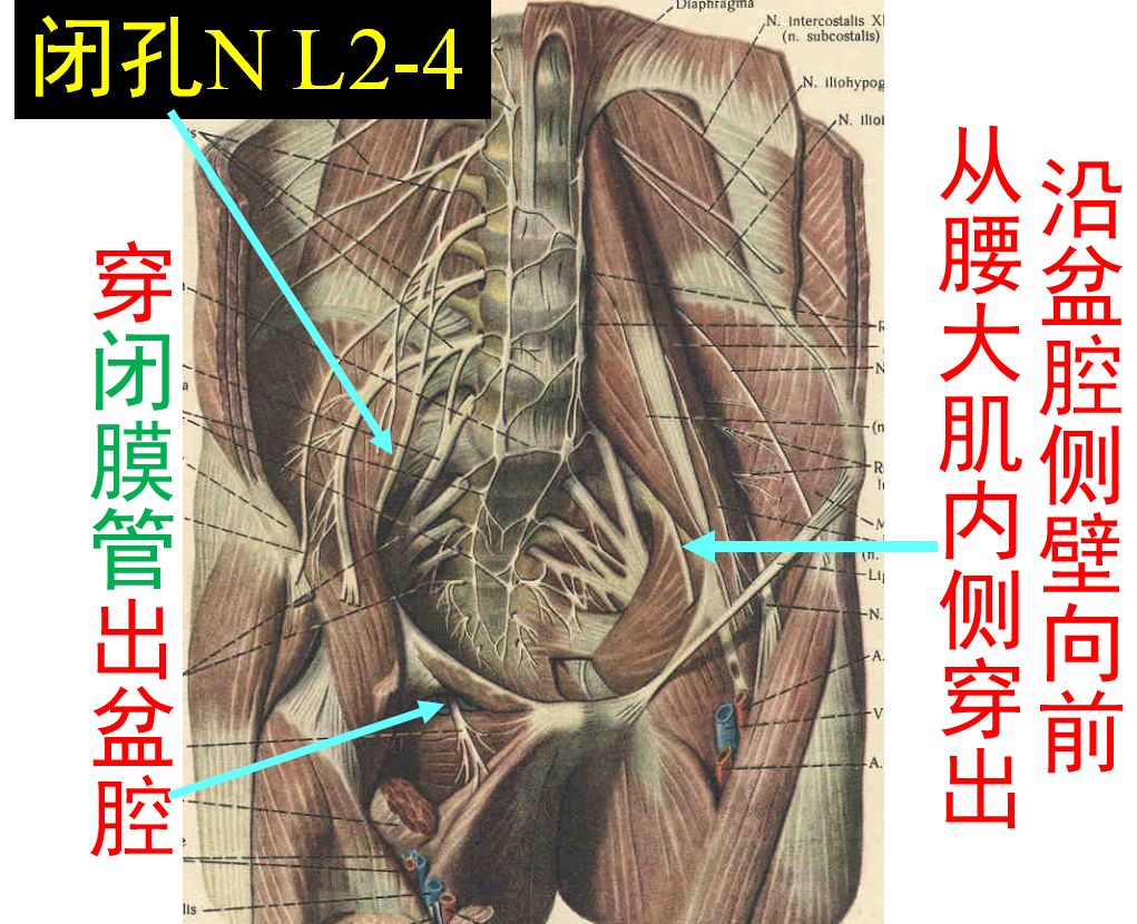 解剖走形:闭孔神经从腰大肌内侧穿出沿盆腔侧壁向前,穿闭膜管出盆腔