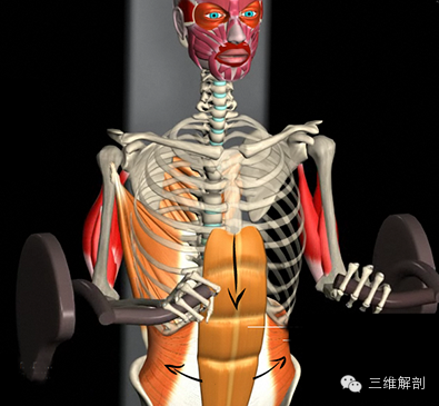 人體運動狀態下的3d肌肉骨骼精美解剖_版權