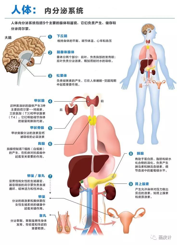 内分泌系统组成示意图图片