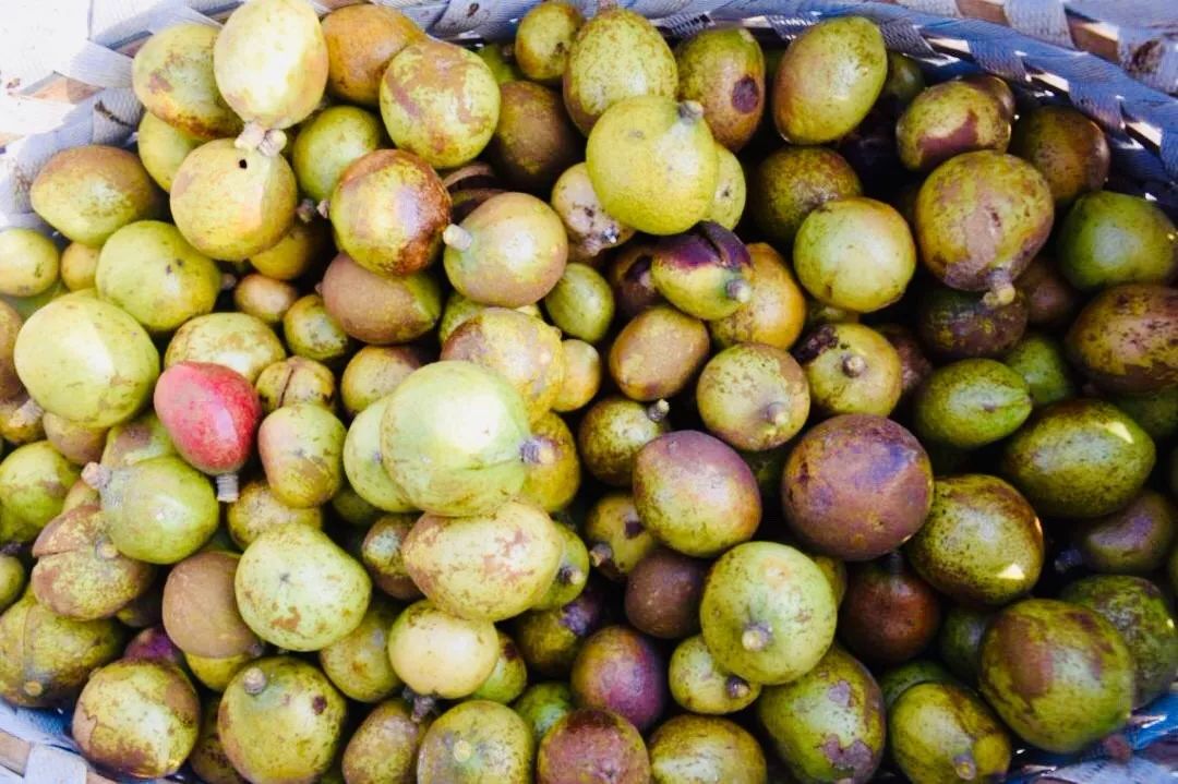 楮坪湖头颗颗茶果坠枝头朵朵茶花香满园