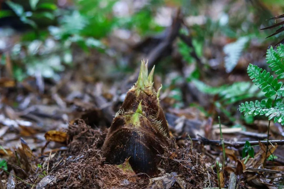 因为土壤是沙质土的缘故,这里的笋总比其他山头的更脆嫩,剥了壳直接