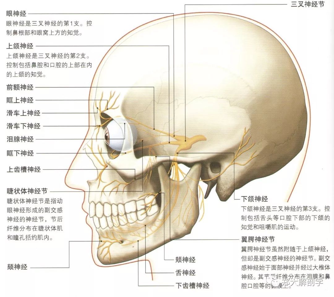 面部交感神经图片