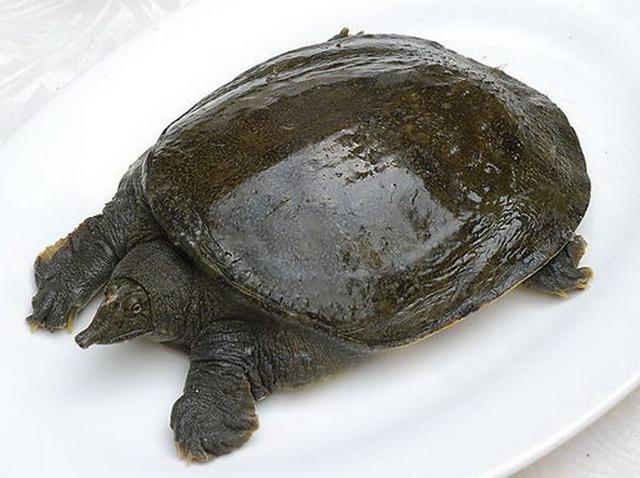 被"梅姨"破坏的家庭 :他14年发30万份寻人启事