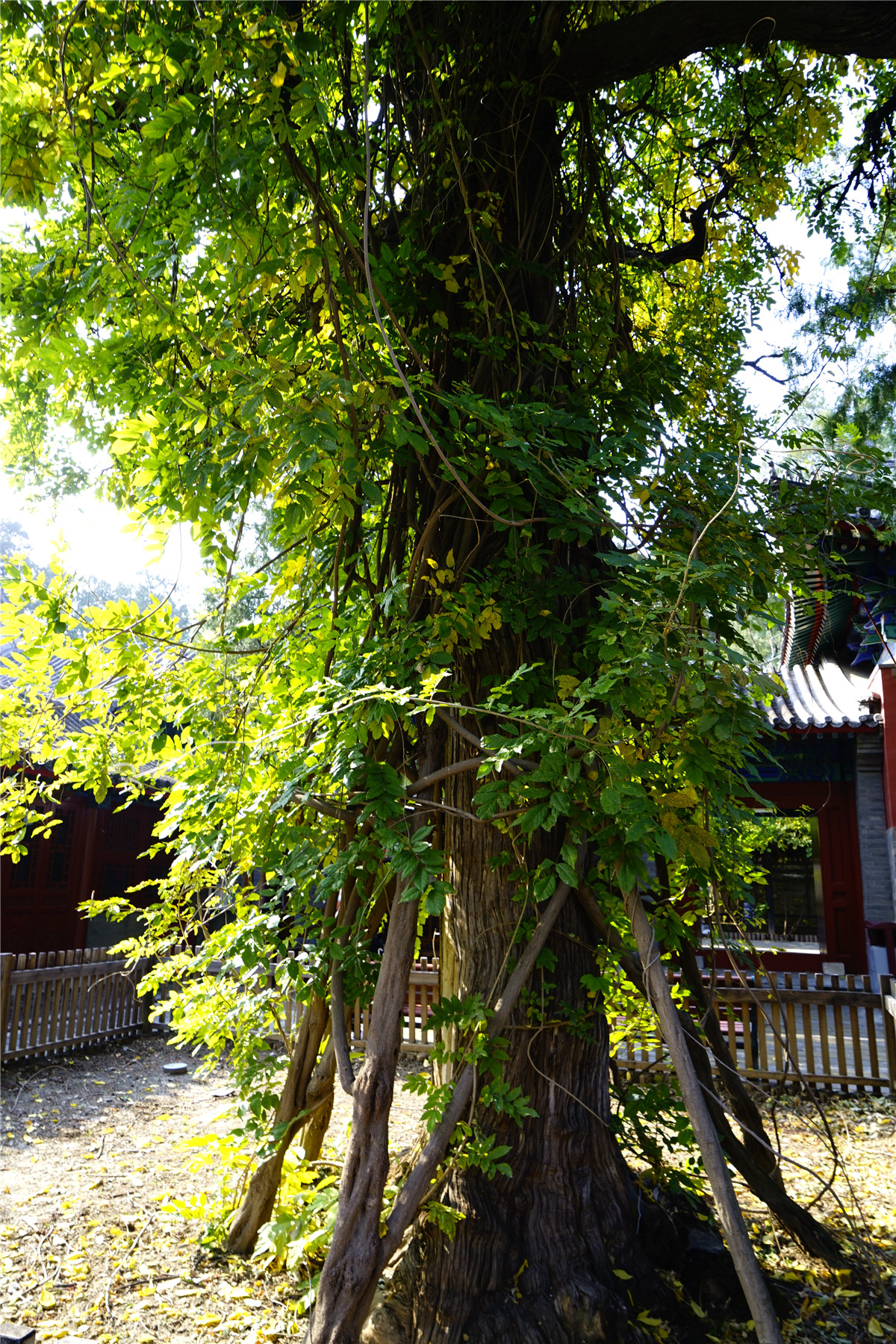 寺庙坐北朝南居多 这座寺庙却为何坐西朝东 行客旅游网