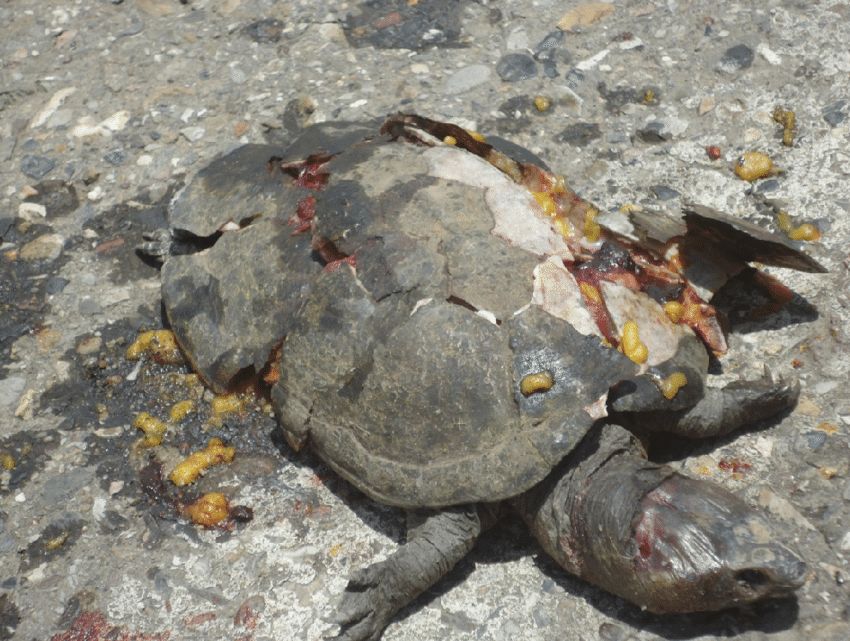 巴西龟死了是什么状态图片