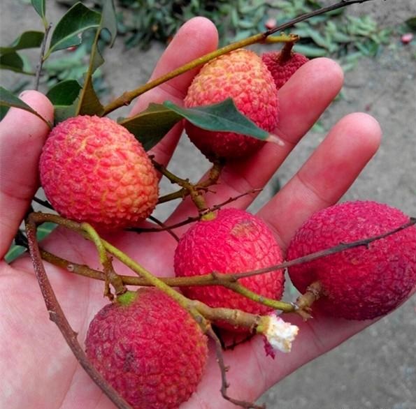 原创蜜蜂喜欢的4种水果你都吃过吗养蜂人蜜蜂真会挑喂蜂首选