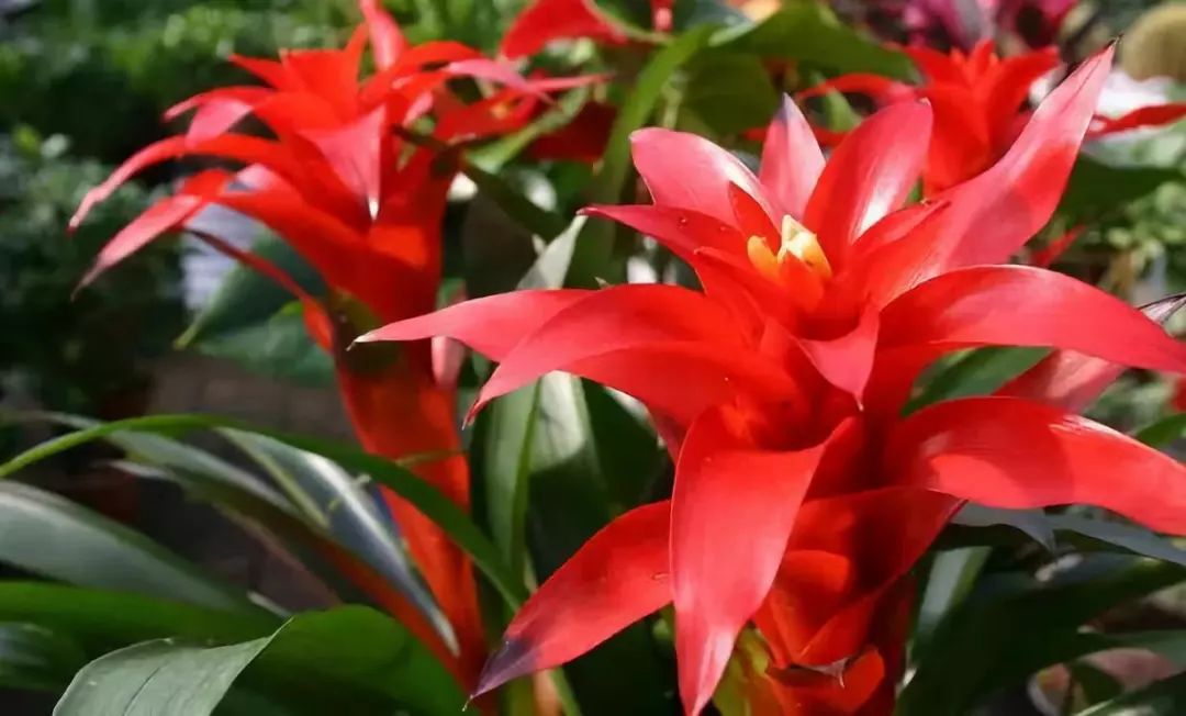 旺财又旺人的绿植盘点8种超好寓意的盆花