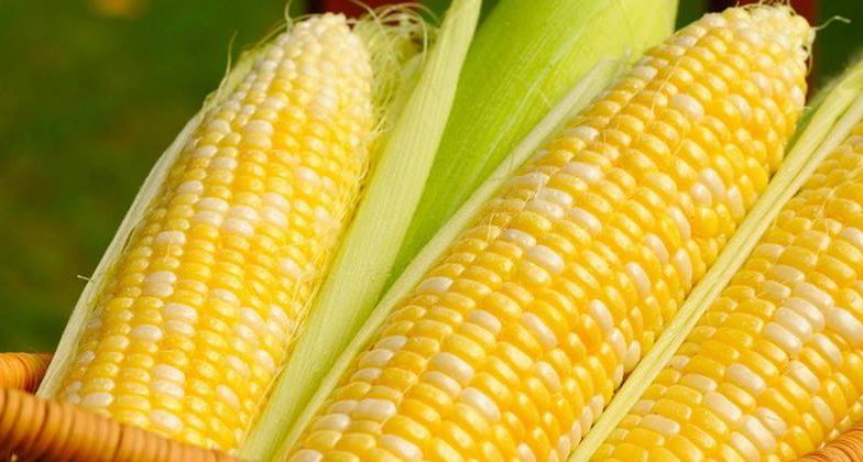 农博士下周给您好好唠唠鲜食玉米新品种