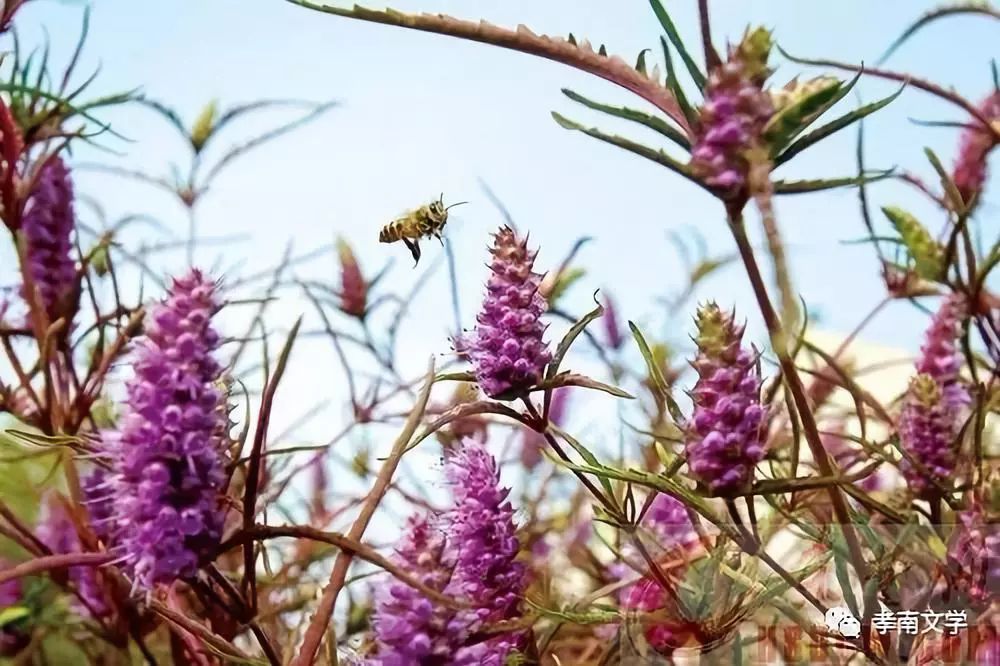 为你点赞,铜草花精神//周尧萌_铜陵
