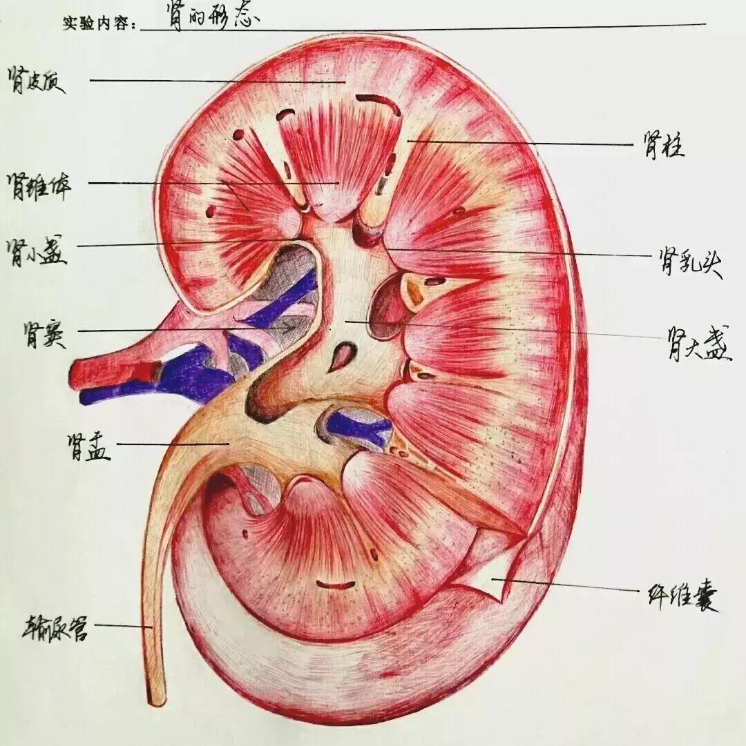 肾间质示意图图片