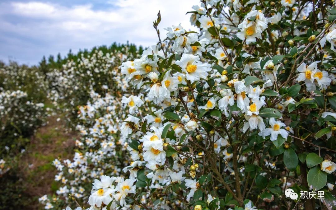 又到了油茶花盛开的季节了