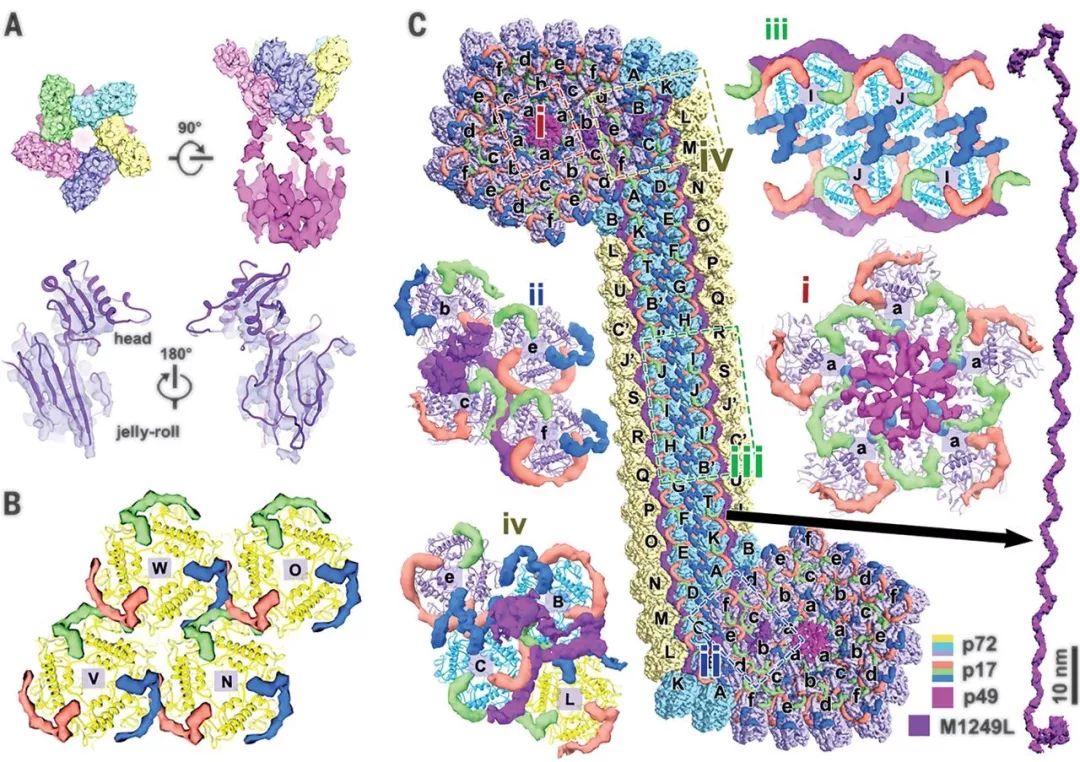 前沿速递science非洲猪瘟病毒粒子的结构有多复杂