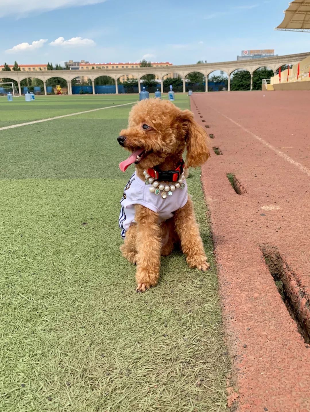 【視頻】3只狗狗校園一日遊,鏟屎官累到爆,狗子們卻玩嗨了不願回家!