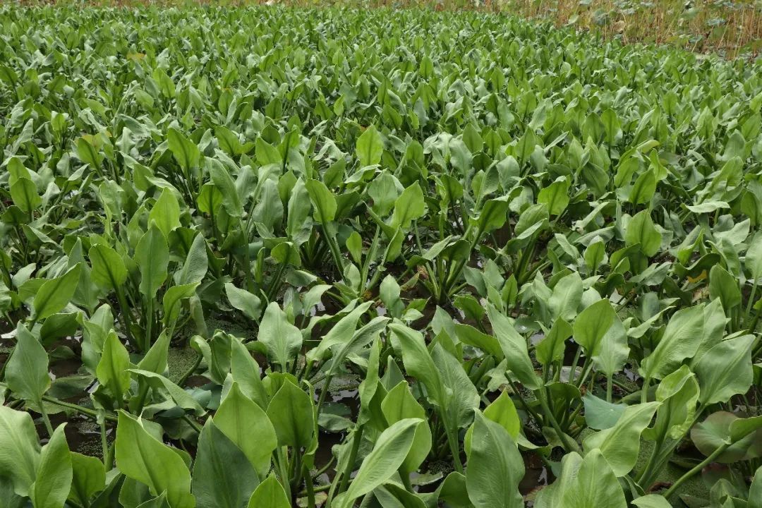 泽泻长势茂盛,满眼碧绿与秋风萧瑟草枯叶黄形成鲜明对比据统计,驿前镇