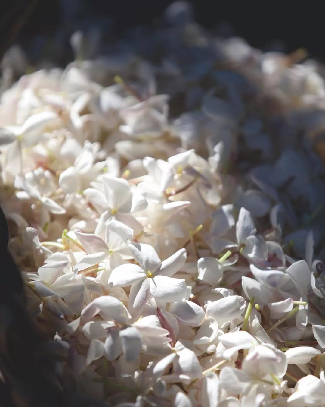 dior迪奥采撷之悦格拉斯大花茉莉三