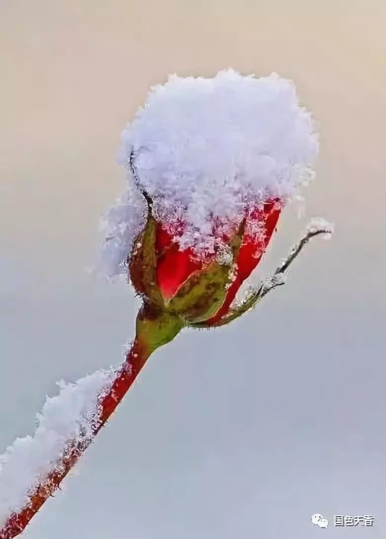 后妻业 冬之花图片