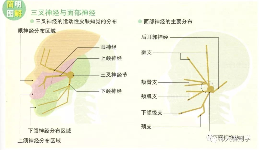 面部交感神经图片